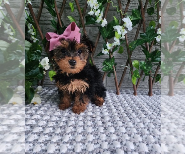 Medium Photo #1 Yorkshire Terrier Puppy For Sale in INDIANAPOLIS, IN, USA