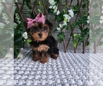 Image preview for Ad Listing. Nickname: Bitsy