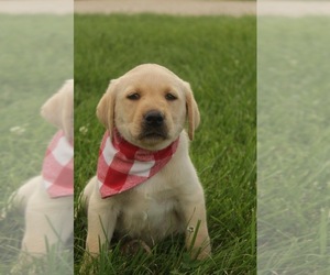 Labrador Retriever Puppy for sale in MAYSVILLE, KY, USA