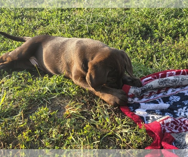 Medium Photo #25 Labrador Retriever Puppy For Sale in SHELBYVILLE, IN, USA