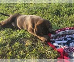 Small #10 Labrador Retriever