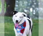 Small Border Collie-Huskies  Mix