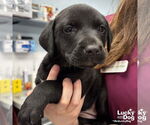 Small #1 Labrador Retriever Mix