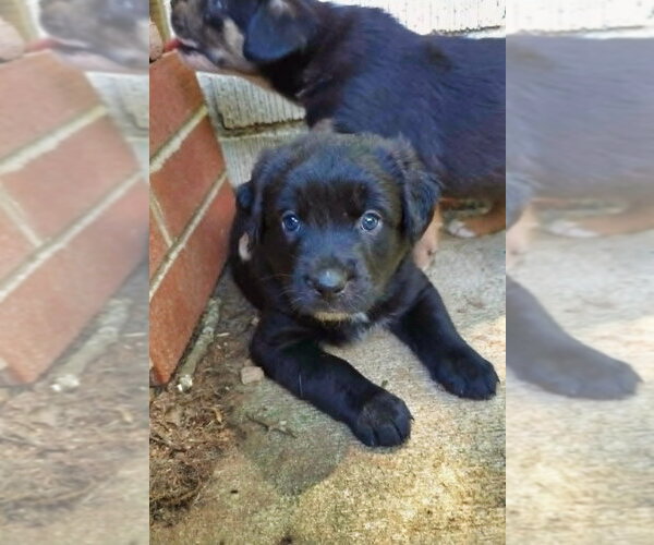 Medium Photo #3 Shepweiller Puppy For Sale in Raleigh, NC, USA