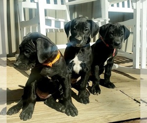 Great Dane Puppy for sale in FRENCH LICK, IN, USA