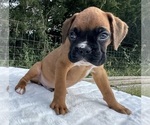 AKC Art - Male Boxer Puppy for Sale - Photo #5