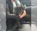 Small #5 Mutt