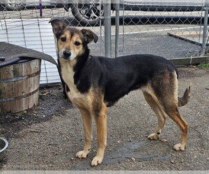 Mutt Dogs for adoption in Bloomingdale, NJ, USA
