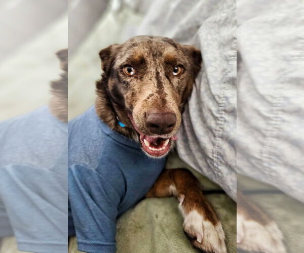 Medium Photo #7 Catahoula Leopard Dog-Unknown Mix Puppy For Sale in Salt Lake City, UT, USA