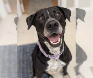 Labrador Retriever-Unknown Mix Dogs for adoption in Germantown, OH, USA