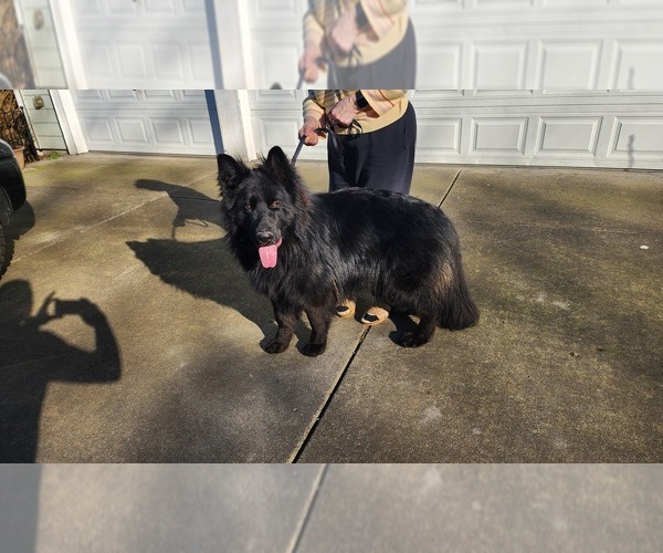 Medium Photo #2 German Shepherd Dog Puppy For Sale in LAKE STEVENS, WA, USA