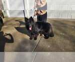 Small #1 German Shepherd Dog