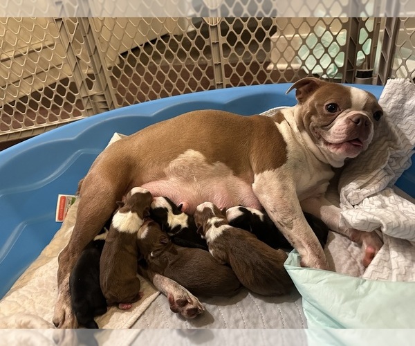 Medium Photo #1 Boston Terrier Puppy For Sale in VALDOSTA, GA, USA
