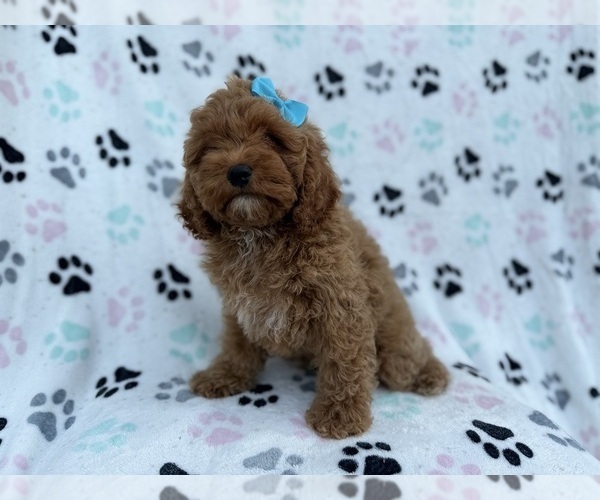 Medium Photo #4 Cock-A-Poo Puppy For Sale in LAKELAND, FL, USA