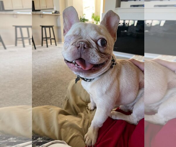 Medium Photo #1 French Bulldog Puppy For Sale in Las Vegas, NV, USA