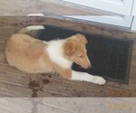 Small Photo #9 Collie Puppy For Sale in WILMINGTON, NC, USA