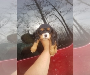 Cavalier King Charles Spaniel Puppy for sale in SPENCER, TN, USA