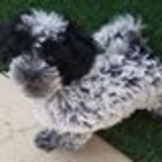 Havanese Puppy for sale in PHOENIX, AZ, USA