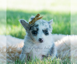 Small Photo #74 Chihuahua Puppy For Sale in WARSAW, IN, USA