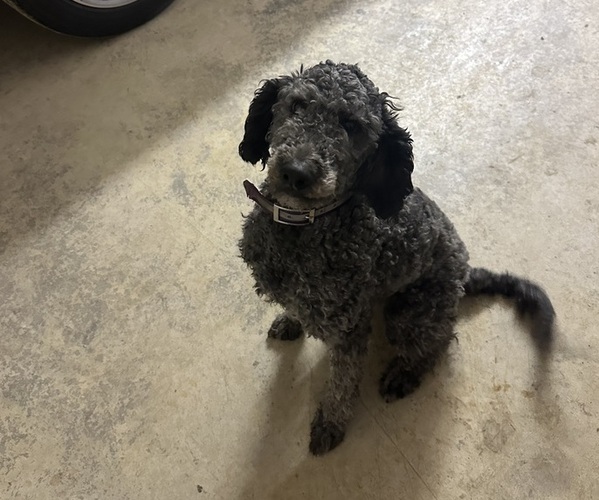 Medium Photo #1 Labradoodle Puppy For Sale in KIRKSVILLE, MO, USA