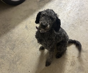 Mother of the Labradoodle puppies born on 03/13/2026