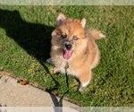 Small #3 Pomsky