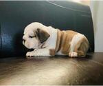 Small Photo #2 English Bulldog Puppy For Sale in ALBUQUERQUE, NM, USA