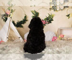 Small Photo #13 Poodle (Toy) Puppy For Sale in WARSAW, IN, USA