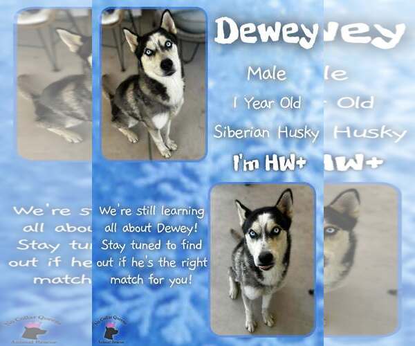 Medium Photo #1 Siberian Husky-Unknown Mix Puppy For Sale in Jacksonville, NC, USA
