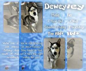 Siberian Husky-Unknown Mix Dogs for adoption in Jacksonville, NC, USA