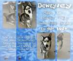 Small Siberian Husky Mix