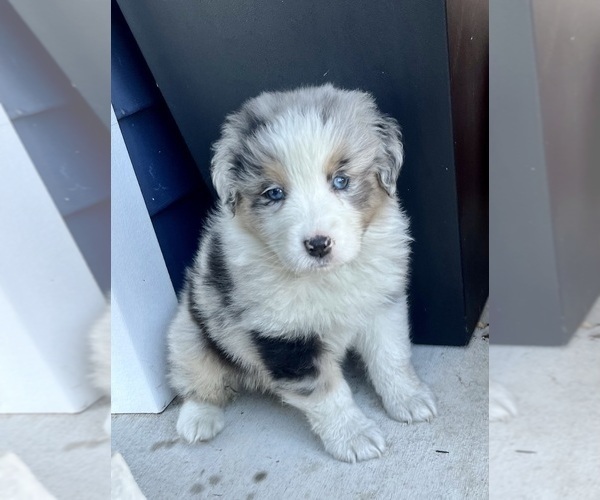 Medium Photo #5 Australian Shepherd Puppy For Sale in LODA, IL, USA