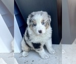Small #4 Australian Shepherd