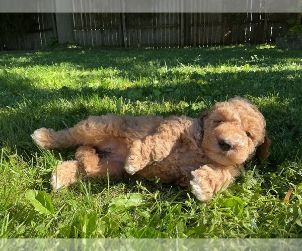 Medium Photo #4 Goldendoodle (Miniature) Puppy For Sale in KEWASKUM, WI, USA