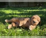 Small #3 Goldendoodle (Miniature)
