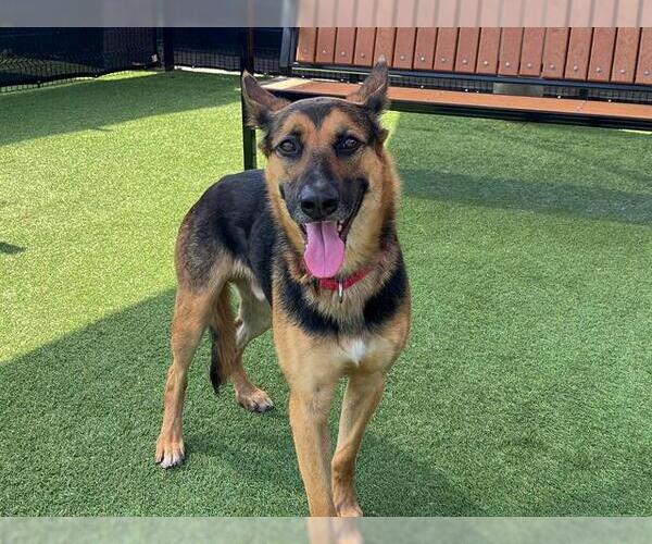 Medium Photo #2 German Shepherd Dog Puppy For Sale in Orange, CA, USA