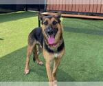 Small #1 German Shepherd Dog