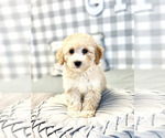 Small Photo #2 Poodle (Miniature) Puppy For Sale in MARIETTA, GA, USA