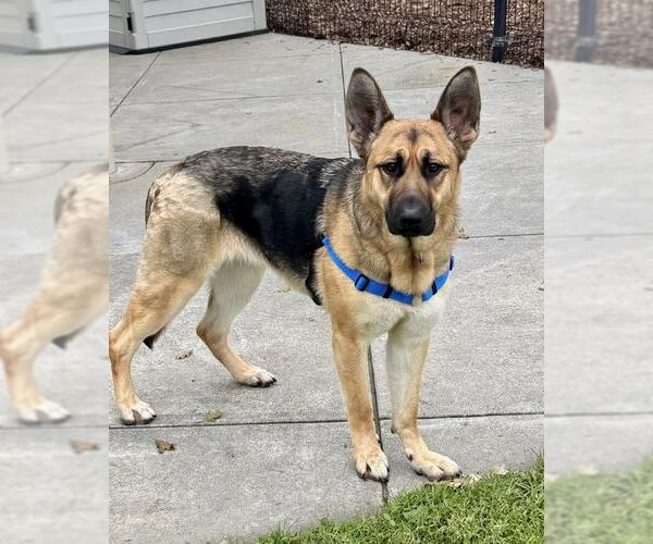 Medium Photo #2 German Shepherd Dog Puppy For Sale in Petaluma, CA, USA