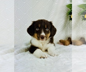 Miniature Australian Shepherd Puppy for sale in GREENFIELD, IN, USA