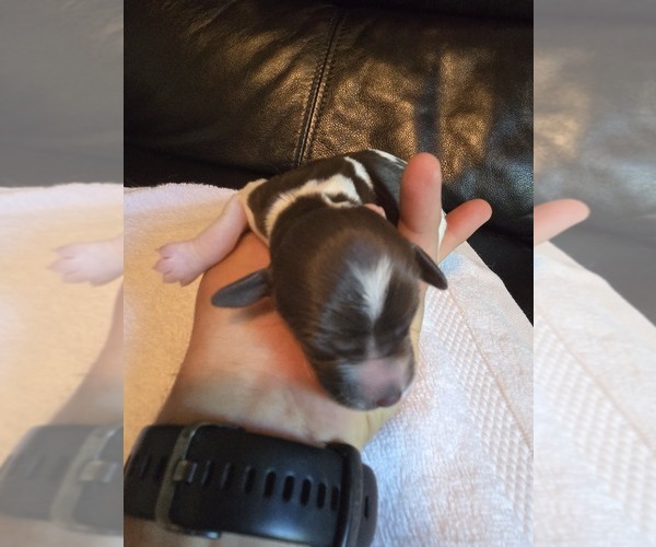 Medium Photo #8 Brittany Puppy For Sale in FORT COLLINS, CO, USA