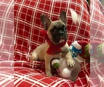 Small Photo #1 French Bulldog Puppy For Sale in AUBURN, WA, USA