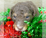 Small Photo #1 Bernedoodle Puppy For Sale in ROY, UT, USA