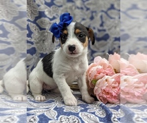 Fox Terrier (Smooth)-Poodle (Miniature) Mix Puppy for sale in LINCOLN UNIV, PA, USA