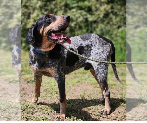 Medium Photo #3 Bluetick Coonhound Puppy For Sale in Canton, CT, USA
