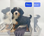 Small Photo #6 Miniature Bernedoodle Puppy For Sale in GOSHEN, IN, USA
