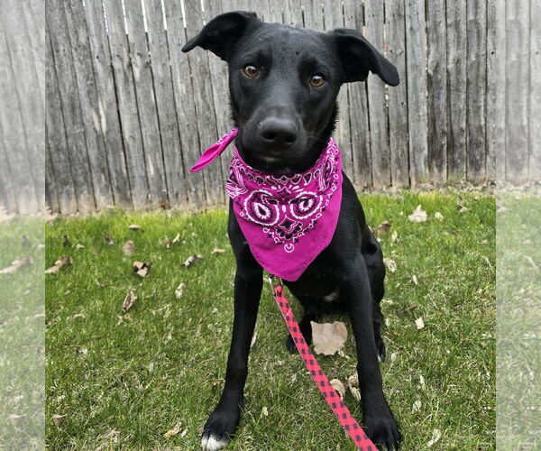 Medium Photo #3 Mutt Puppy For Sale in Fargo, ND, USA