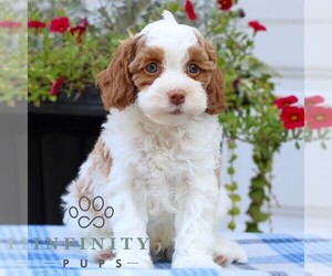 Cavapoo Puppy for sale in EAST EARL, PA, USA