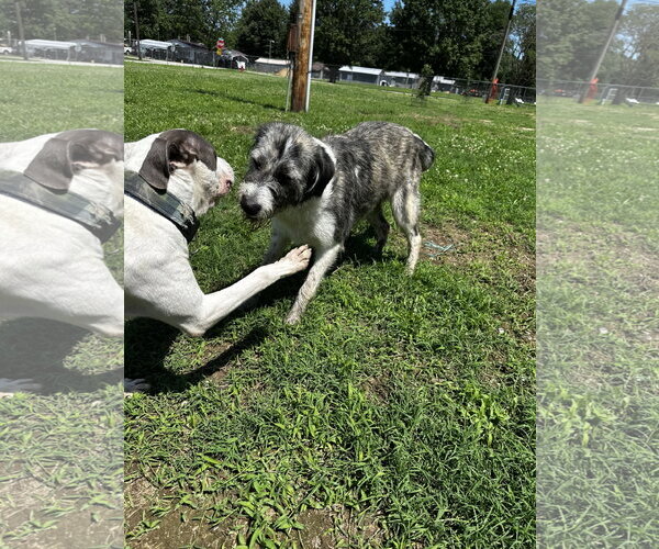 Medium Photo #2 Aussiedoodle Puppy For Sale in Corning, AR, USA