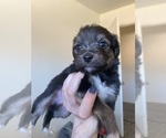 Puppy 3 Havanese-Miniature Australian Shepherd Mix